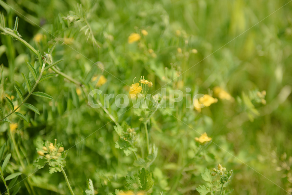 꽃,자연,접사,녹색,힐링,신선함,season,plants,nature,flower,sensible,feeling,색깔,색상,색채,색감,colorsense,colorsensitivity,feelingofcolor,감성,평온함,느낌,휴식,드라이플라워,초록,노랑