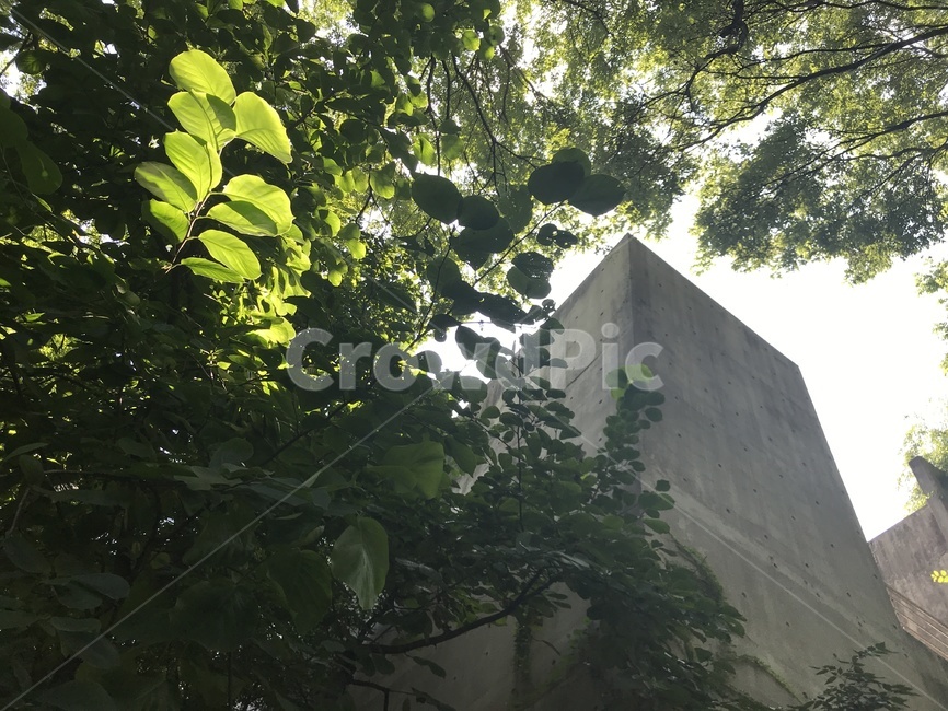 나무줄기,tree,나무,plant,treetrunk,건축물,건물