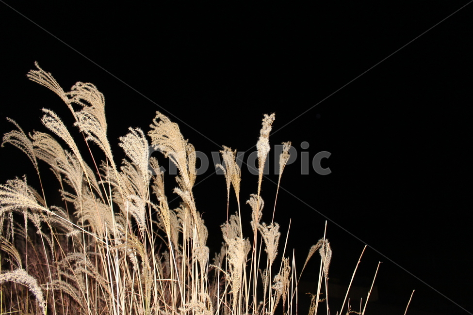 밤,갈대,가을,reed,night,dark,windy,어두움,바람,흩날림