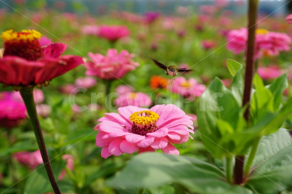 백일홍,꽃,꽃사진,플라워,가을,가을꽃,계절,꽃밭,자연,풍경,flower,flowers,autumn,fall,season,nature,landscape,정원,garden,flowergarden,flowerbed,감성,감성사진,스냅,스냅사진,스넵,스넵사진,snap,snapshot,꽃봉오리,bud,식물,plant,plants,분위기,느낌,feel,feeling,곤충,벌레,insect,animal,동물,나비,나방,moth,butterfly,10월,October,식물,자연,plants,nature,꽃,flower,곤충,벌레,insect,bug