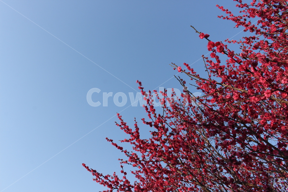 봄꽃,매화나무,매화,홍매화,봄,하늘,매화축제,봄,계절,spring,season,식물,자연,plants,nature,꽃,flower,leaf,잎,plant,tree,나무