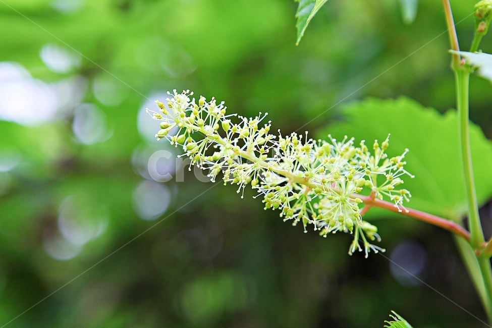 Saemaru,plant,leaf,vine,flower