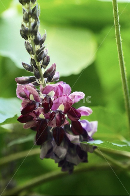 칡,꽃,식물,산,약초,nature,plants,flower,식물,자연,plants,nature,꽃,flower