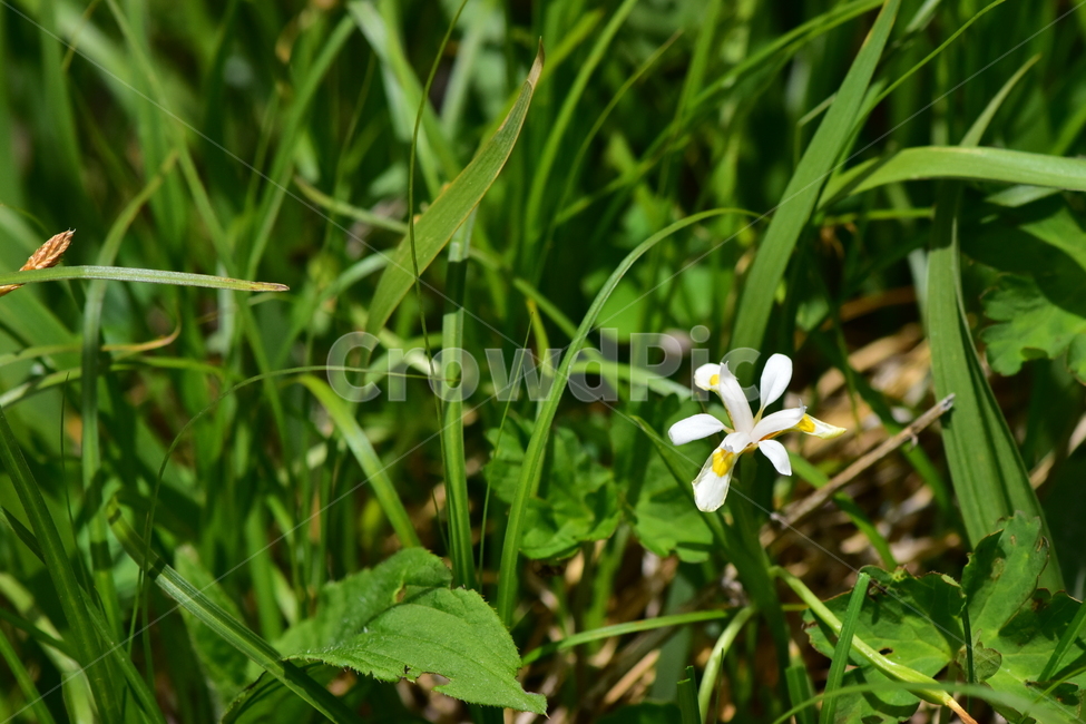 노랑무늬붓꽃,야생화,꽃,식물,자연,생태,플라워,wildflower,flower,plants,nature,season,감성,느낌,emotion,feeling