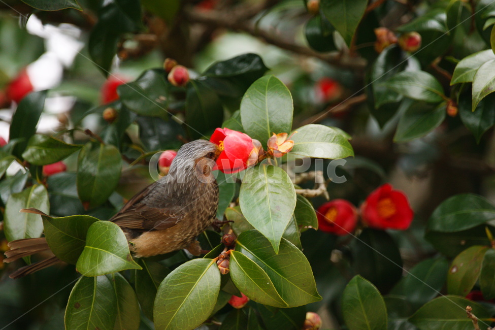 bird,새,잎,animal,동물,직박구리,식물,자연,plants,nature,꽃,flower,동물,animal,조류,새,birds