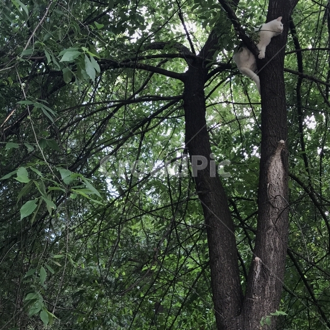 고양이,길고양이,길냥이,냥이,야옹이,흰고양이,나무,나무위고양이,사냥,나무타기,Tree,Cat,Animal,식물,자연,plants,nature,나무,trees,wood,동물,animal,포유류,mammal,고양이,cat,kitten,kitty