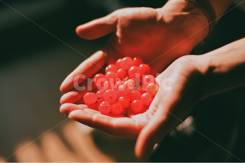 앵두,손,감성,감성사진,그림자,필름,필름사진,과일,사람,인물,인간,human,person,신체일부,몸,body,음식,식재료,요리,food,cook,meal,dishes,food reserves,과일,열매,fruit,감성,sensible,feeling,색깔,색상,색채,색감,color sense,color sensitivity,feeling of color