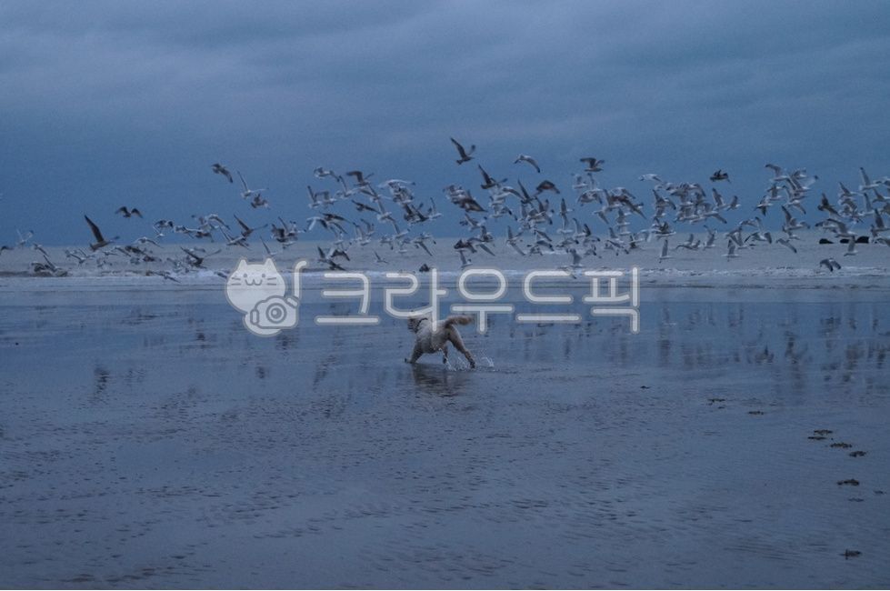 갈매기,새,바다,해변,헤이스팅스,hastings,flock,animal,동물,강아지,개,영국,england