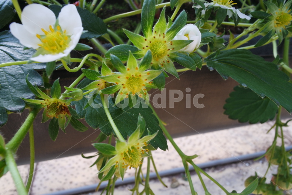 딸기꽃,딸기성장,딸기,딸기농장,딸기체험,plant,식물