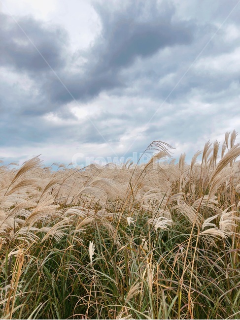 갈대,구름,갈대숲,억새,바람,가을,계절,fall,autumn,season,grass,잔디,plant,식물