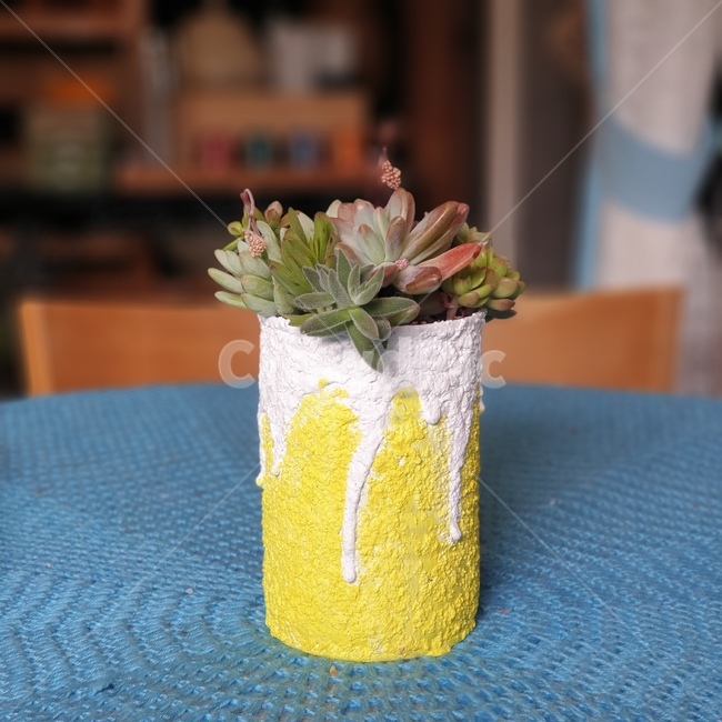 선인장,다육식물,화분,cactus,succulent
