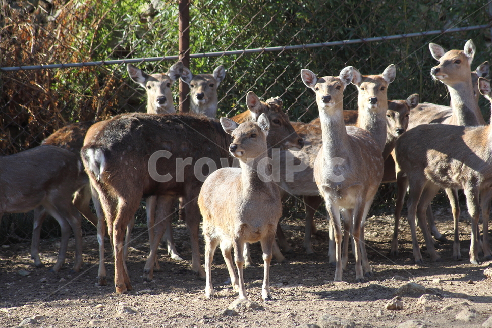 사슴농장,사슴,동물,포유류,deer,동물,animal,포유류,mammal