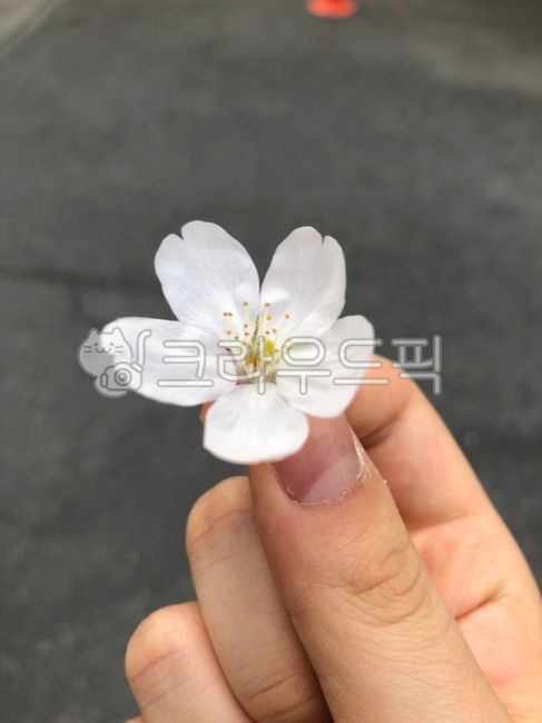 flower,꽃,petal,꽃잎,anther,꽃밥