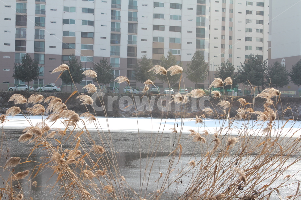 건물,아파트,자연,풍경,고층,하늘,구름,도시,풍경,city,landscape,한국도시풍경,한국도시경관,korea cityscape,plant,식물,tree,나무