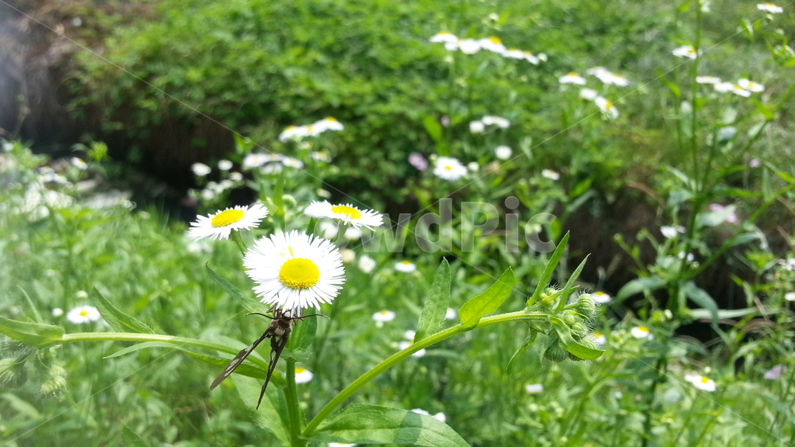 계란꽃,5월,들풀,꽃,나비,야생화,숲,풀,낮,오후,자연