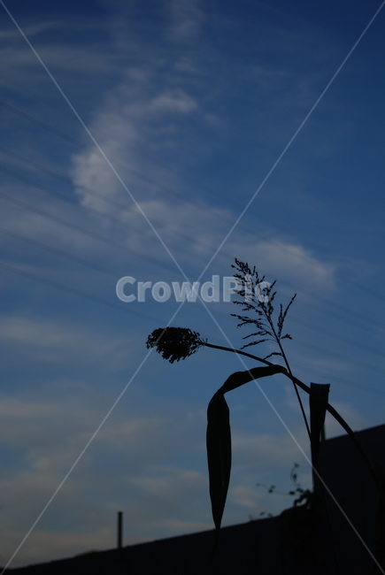 저녁,실루엣,감성,해질녘,수수,자연,풍경,nature,landscape,silhouette,outdoors,옥외