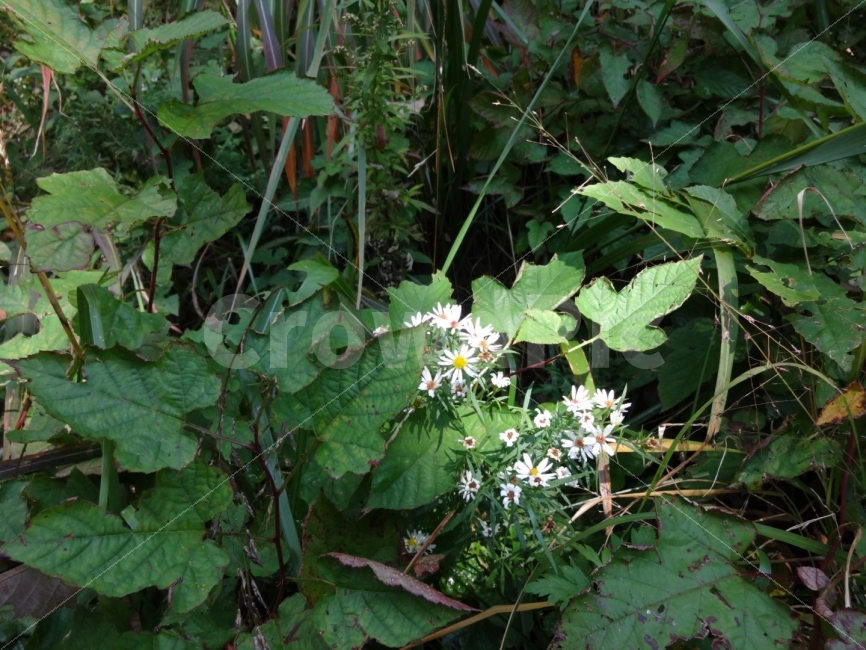자연,식물,들꽃,녹색,그린,풀,산,식물,자연,plants,nature,꽃,flower