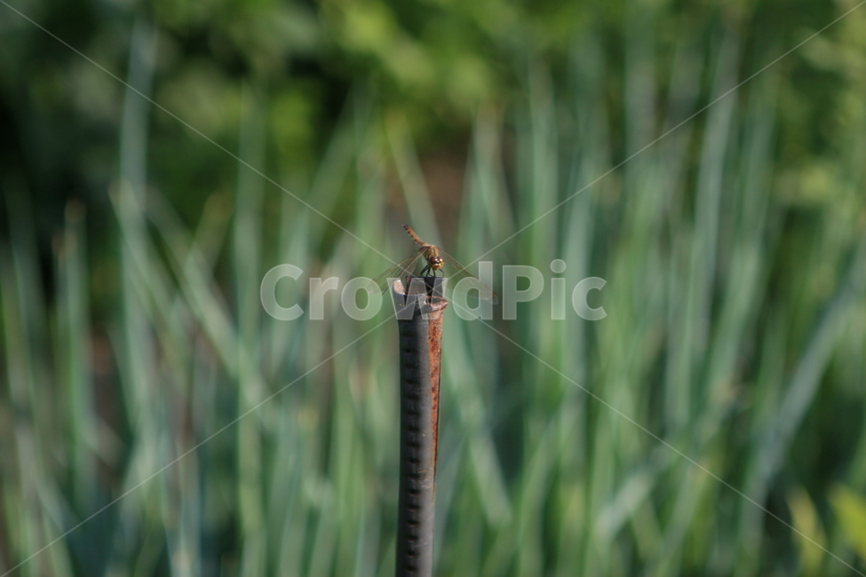 잠자리,곤충,파,휴식,된장잠자리,가을,곤충,벌레,insect,bug