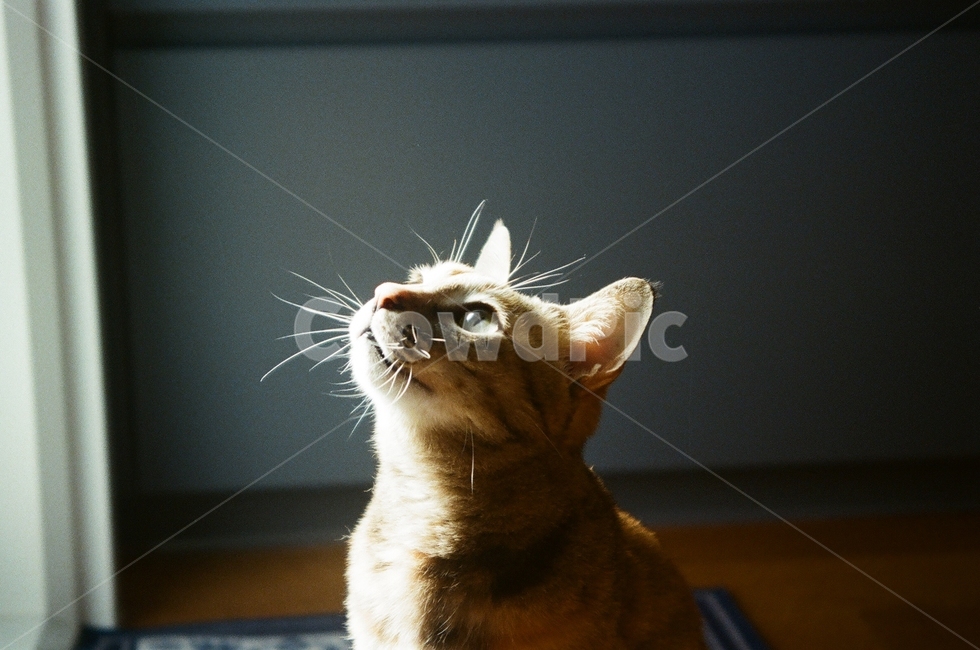 고양이,오후,편안함,동물,햇빛,cat,afternoon,side,animals,cateyes,반짝임,반려동물,동물,animal,포유류,mammal,고양이,cat,kitten,kitty