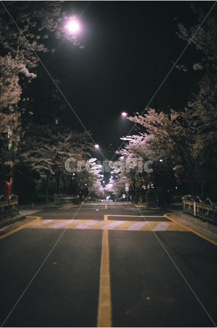 봄,밤,야경,벚꽃,감성,필름,필름카메라,봄,계절,spring,season,야경,밤,풍경,nightscape,night,landscape,asphalt,아스팔트,road,도로