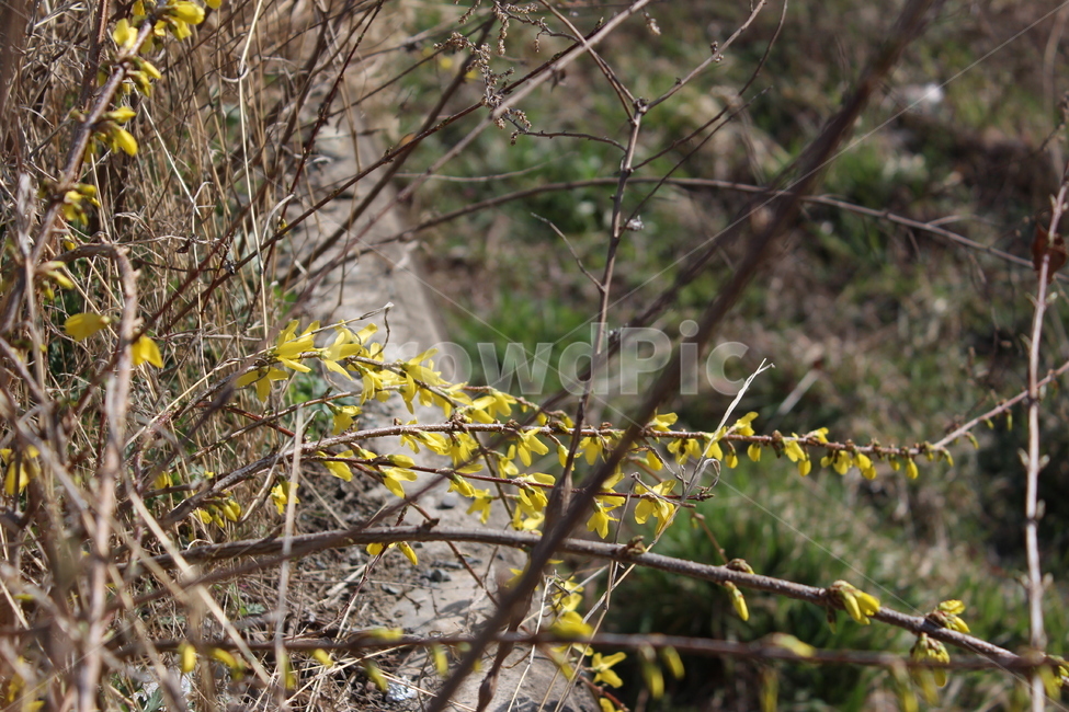 꽃,봄,spring,계절,꽃나무,flower,plant,식물,개나리,노란꽃