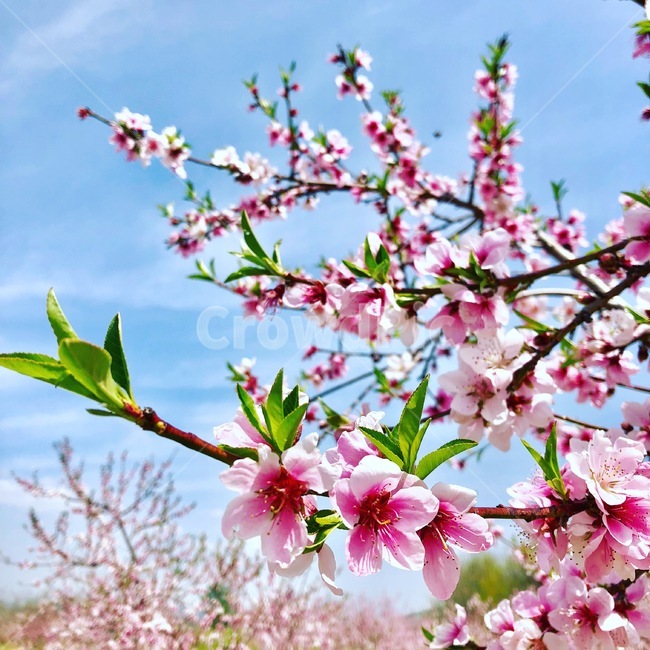 복사꽃,복숭아나무,복숭아나무꽃,꽃,분홍,봄,계절,spring,season,식물,자연,plants,nature,꽃,flower,plant,blossom