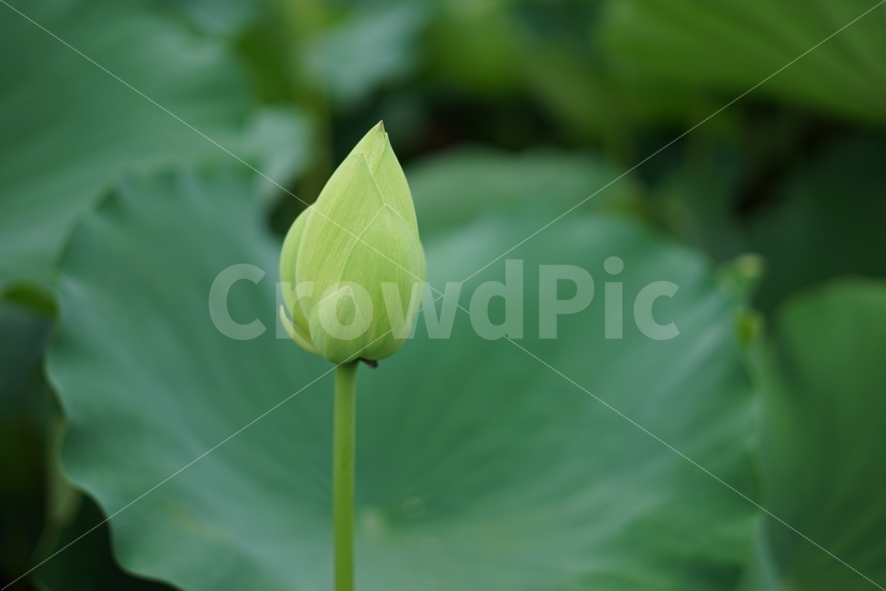 꽃,봉우리,연꽃,연잎,자연,식물,자연,plants,nature