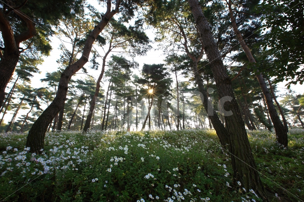 구절초,소나무,풍경,가을,일출,자연,풍경,nature,landscape,한국자연풍경,한국자연경관,korea nature landscape,식물,plants,나무,trees,wood,vegetation,초목,plant,tree,woodland,삼림지,land,땅,forest,숲,outdoors,옥외,grove,작은 숲,light,빛,flare,플레어