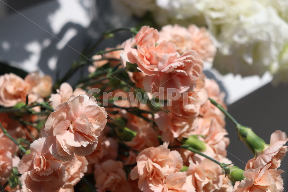 카네이션,꽃,코랄,어버이날,스승의날,다발,꽃,flower,기념일,축하,anniversary,congratulation,celebrate,celebration