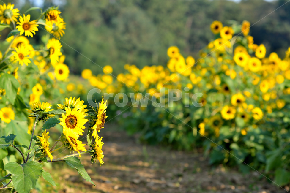 해바라기,꽃,식물,들판,가을,식물,자연,plants,nature,꽃,flower