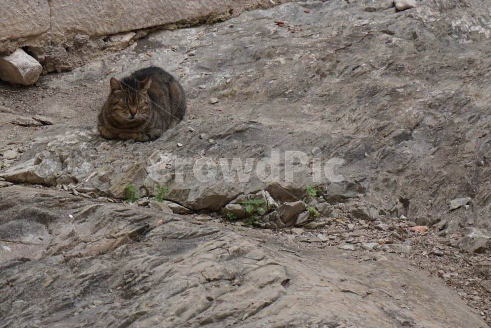 돌,고양이,길고양이,휴식,귀여움,식빵자세,동물,animal,포유류,mammal,고양이,cat,kitten,kitty