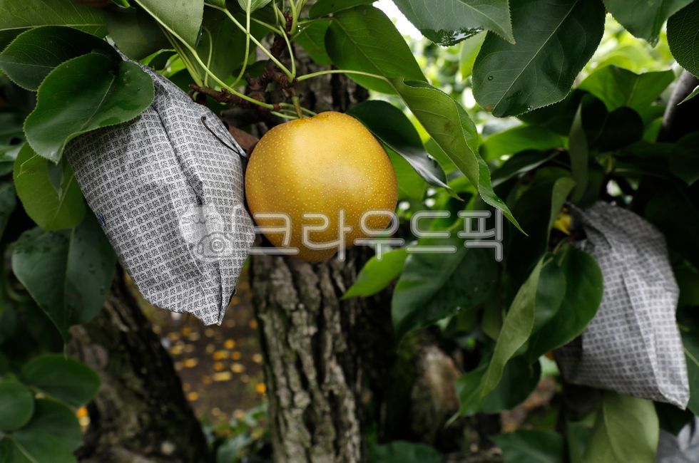 배, 배나무, 과일, 과수원, 음식, 사진,이미지,일러스트,캘리그라피 - 고운경작가