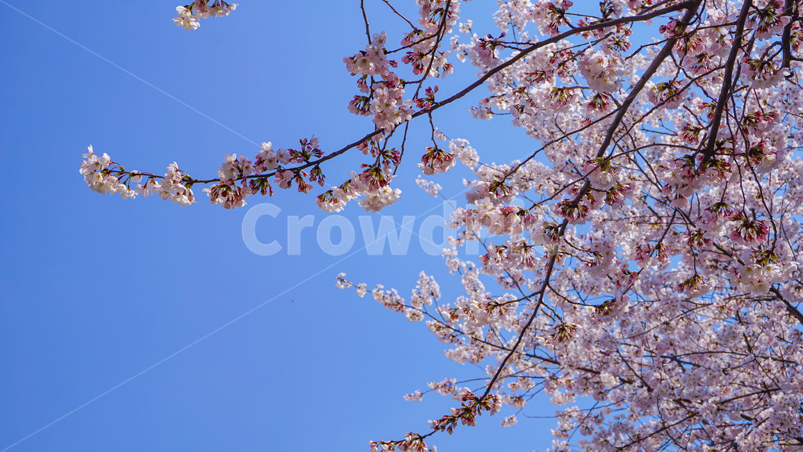 cheryblossom,blossom,plant,식물,벚꽃,꽃