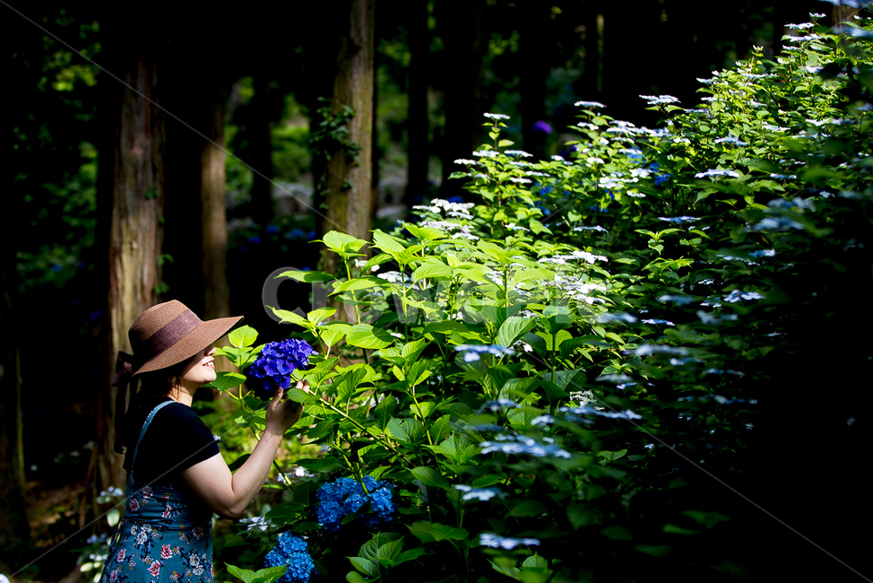 고성,만화방초,수국,꽃,여인,식물,자연,plants,nature,꽃,flower,사람,인물,인간,human,person,여성,여자,woman,female,lady