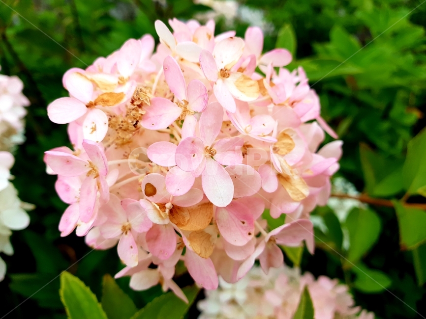 꽃,자연,야외,클로즈업,식물,식물,자연,plants,nature,꽃,flower
