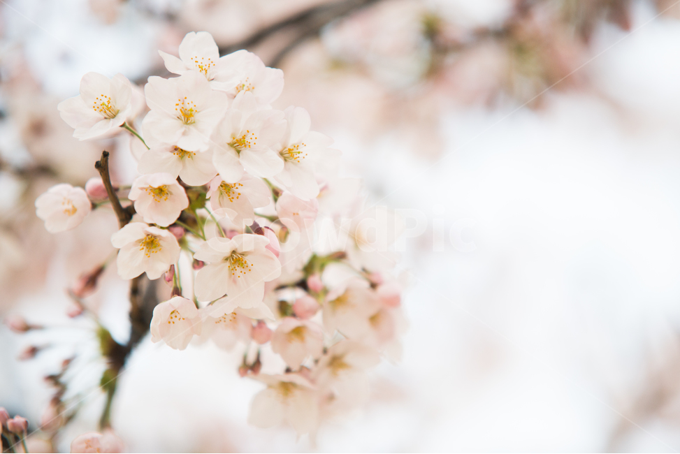 벚꽃,나무,분홍,봄,꽃,봄,계절,spring,season,식물,자연,plants,nature,꽃,flower,감성,sensible,feeling,plant,cherry blossom,blossom