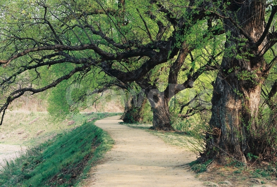 경산반곡지,반곡지,수양버들,수양버들나무,길,자연,풍경,nature,landscape,여름,계절,summer,season,tree,나무,plant,식물,tree trunk,나무 줄기
