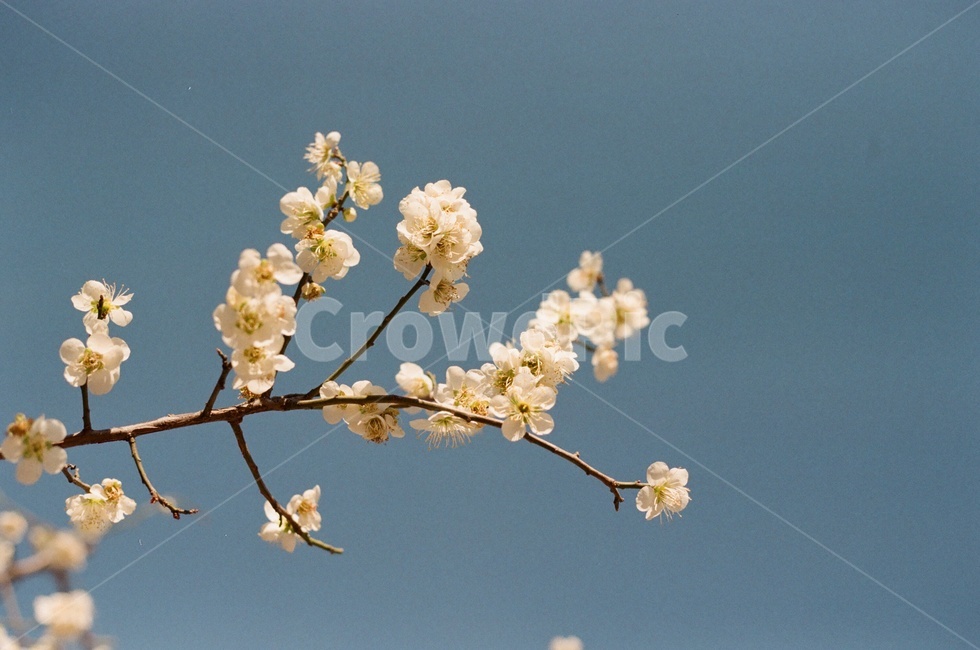 꽃,봄,벚꽃,분위기,필름카메라,감성,봄,계절,spring,season,plant,식물,flower,blossom