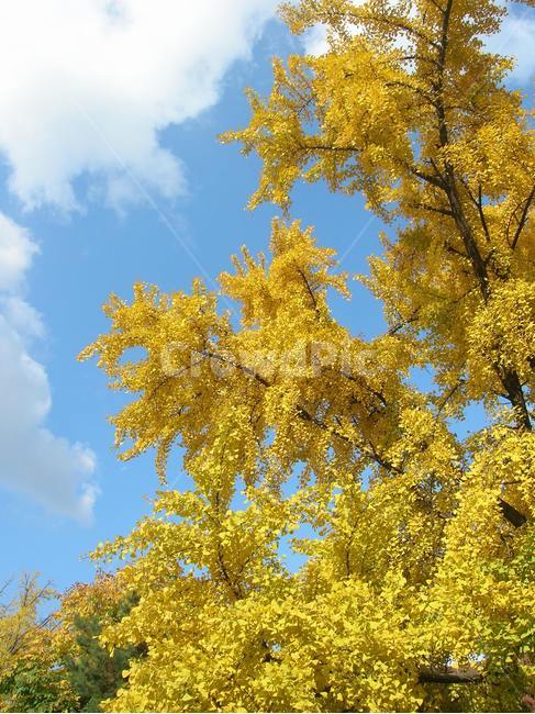 은행나무,가을하늘,tree,ginkgo,maidenhairtree