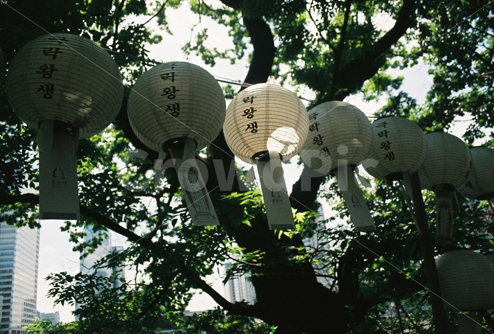 절,봉은사,염웜,극락왕생,여름,종교,신앙,religion,belief,faith,축제,행사,festival,carnival,event,기념일,축하,anniversary,congratulation,celebrate,celebration