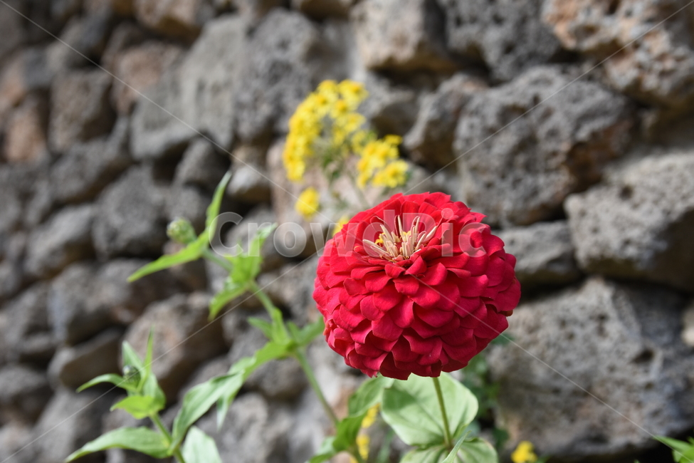 자연,노랑,식물,꽃,빨강,붉은,붉은꽃,돌,식물,자연,plants,nature,꽃,flower