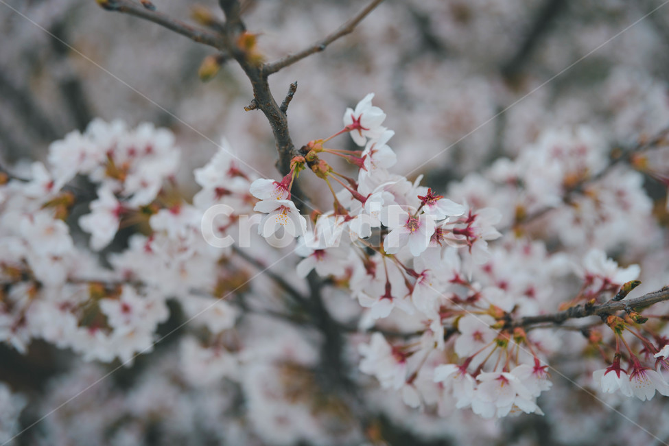 봄,벚꽃,봄꽃,꽃잎,flower,blossom,cheeryblossom