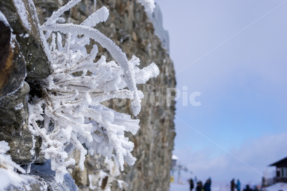 눈꽃,겨울풍경,풍경,자연,눈,겨울,감성,snow,winter,nature,landscape,mountain,tree,겨울,계절,winter,season