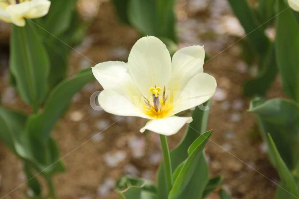 튤립,꽃밭,봄,하얀튤립,흰색,white,plant,식물