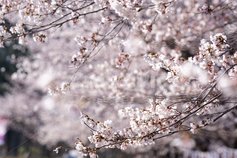 봄,벚꽃,자연,식물,나무,아름다움,봄날,따뜻함,spring,nature,season,beauty,flower,tree,봄,계절,spring,season,꽃,flower,plant,blossom