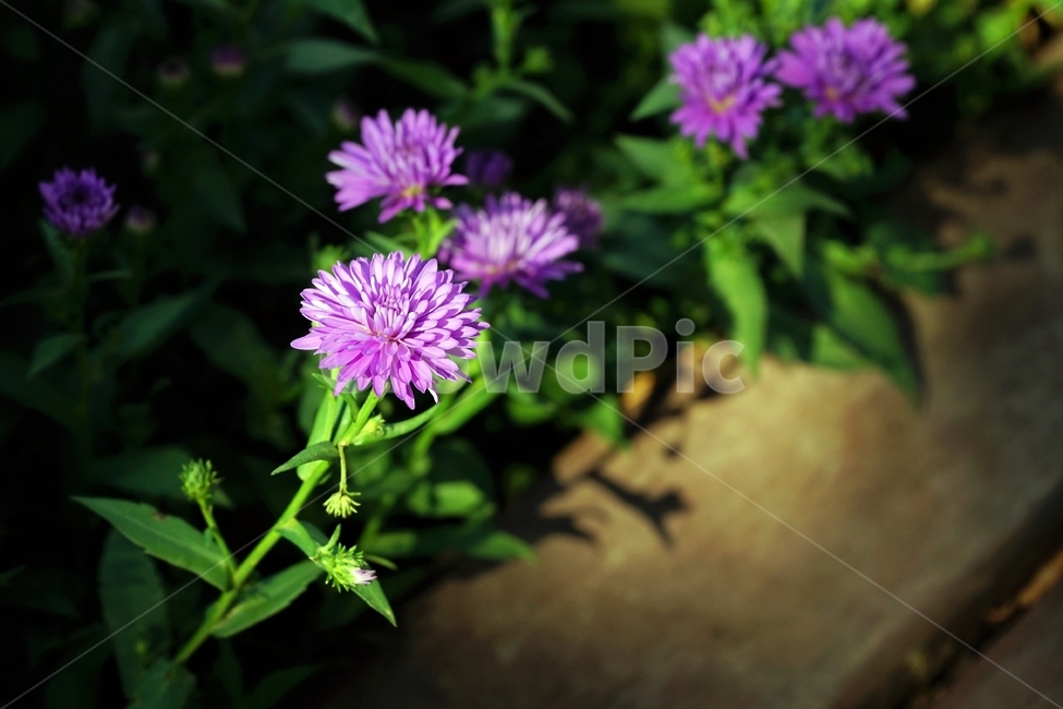 꽃,향기,계절,여름,녹색,빨강색,아름다움,자연,healing,nature,bloom,season,smell,beautiful,plant,flower,식물,자연,plants,nature,꽃,flower