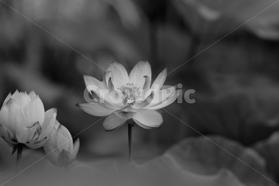 연꽃,흑백사진,필름,연밥,저수지,식물,자연,plants,nature,꽃,flower,흑백,모노톤,monochrome,black and white