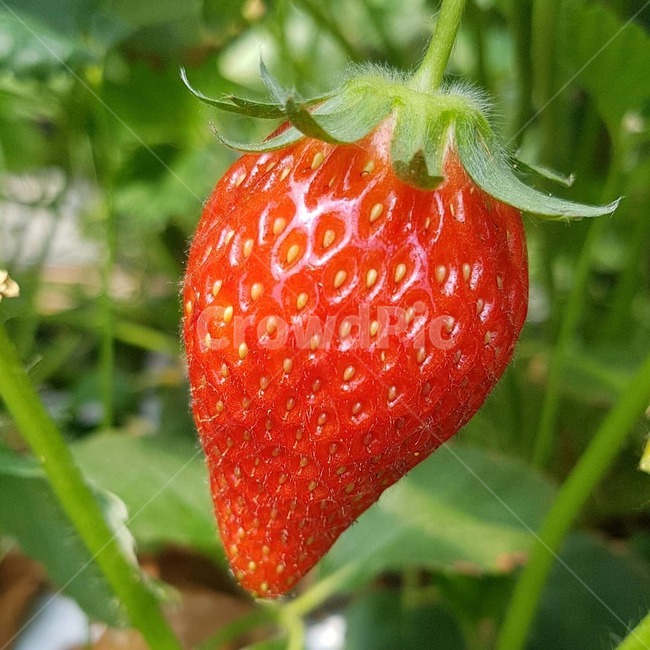 딸기,과일,빨강,감성사진,달콤함,싱싱,생물,생딸기,식물,자연,plants,nature,과일,열매,fruit