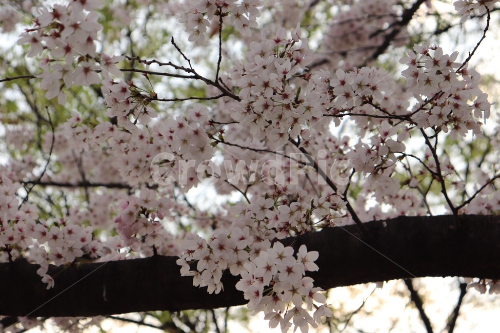 꽃,벚꽃,봄,벚꽃나무,flower
