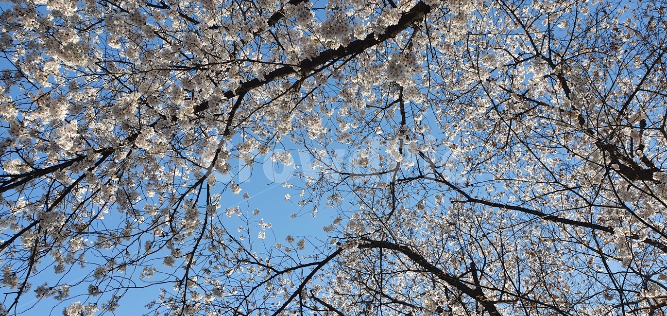 식물,plant,벚꽃,체리블라썸,벚꽃축제,봄